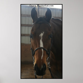 Poster du Quarter Horse