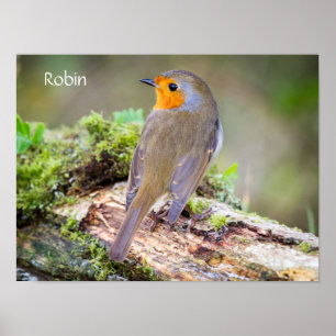 Poster du Robin Européen sur le blog