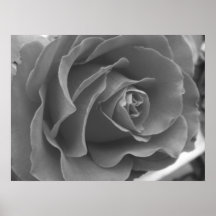 Poster du Rose
