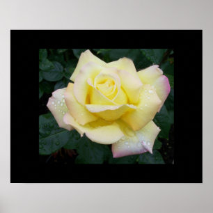 Poster du Rose de la paix