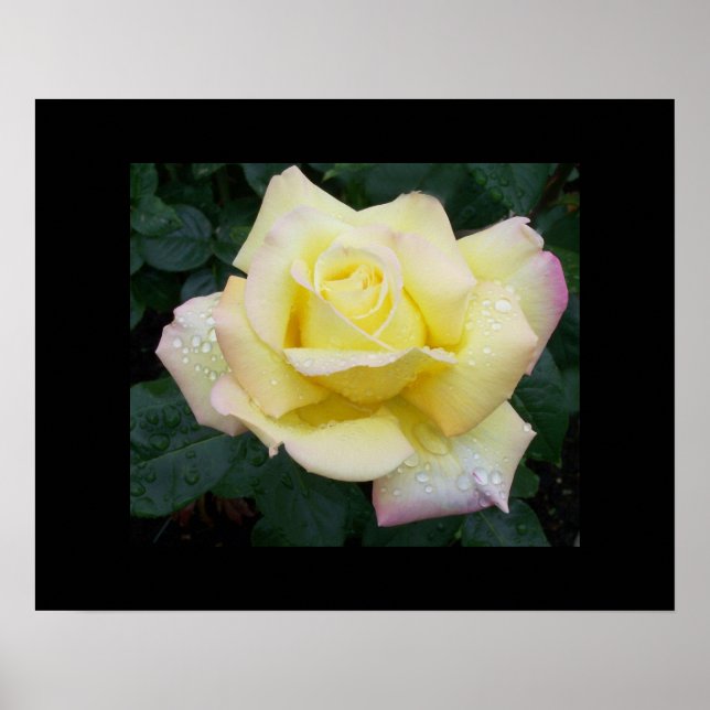 Poster du Rose de la paix (Devant)