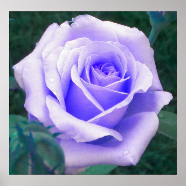 Poster du Rose de lavande (Devant)