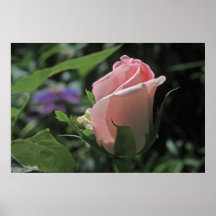 Poster du Rose de rêve de la mariée Bud