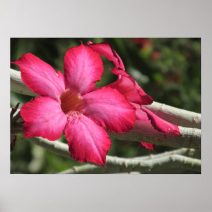 Poster du Rose du désert