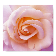 Poster du Rose du jardin de la campagne anglaise