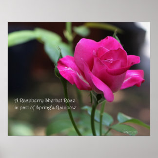 Poster du Rose Raspberry Sherbet : ROSE & PROSE 20