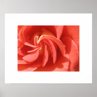 Poster du Rose saumon Enchanted