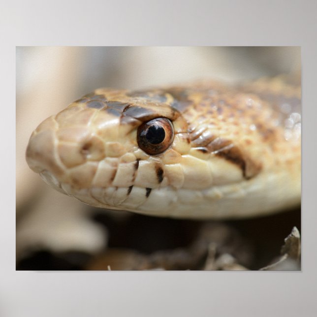 Poster du serpent de Californie (Devant)