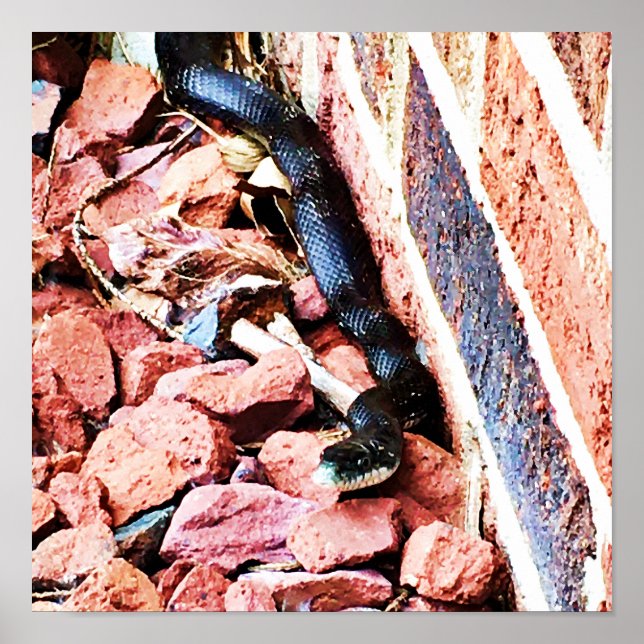 Poster du serpent du Rat oriental (Devant)