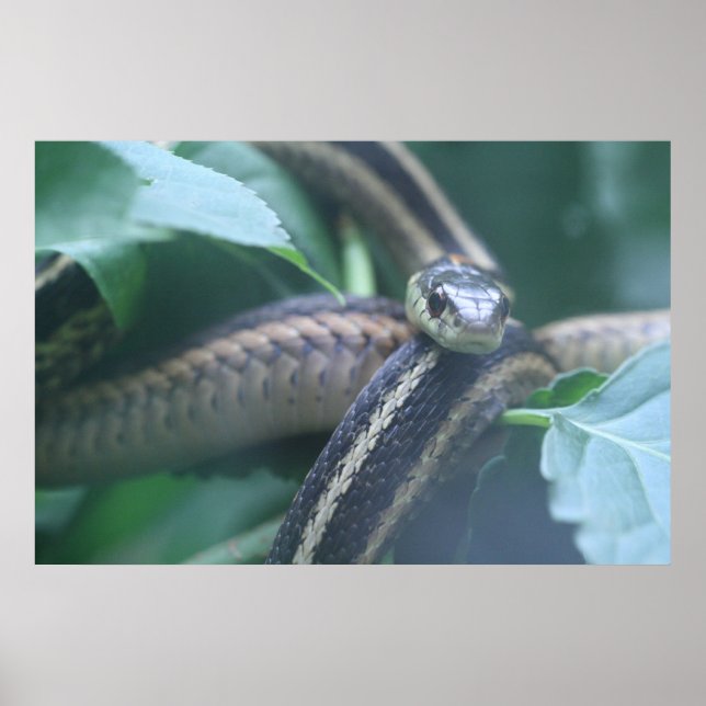 Poster du serpent Garter (Devant)