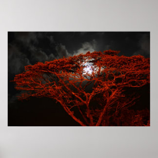 Poster du singe corail et de la lune