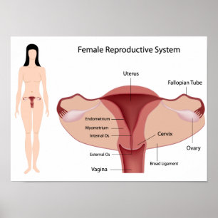 Poster du système de reproduction féminin