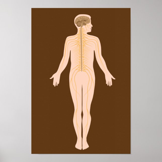 Poster du système nerveux (Devant)