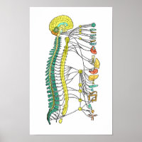 Poster du système nerveux autonome