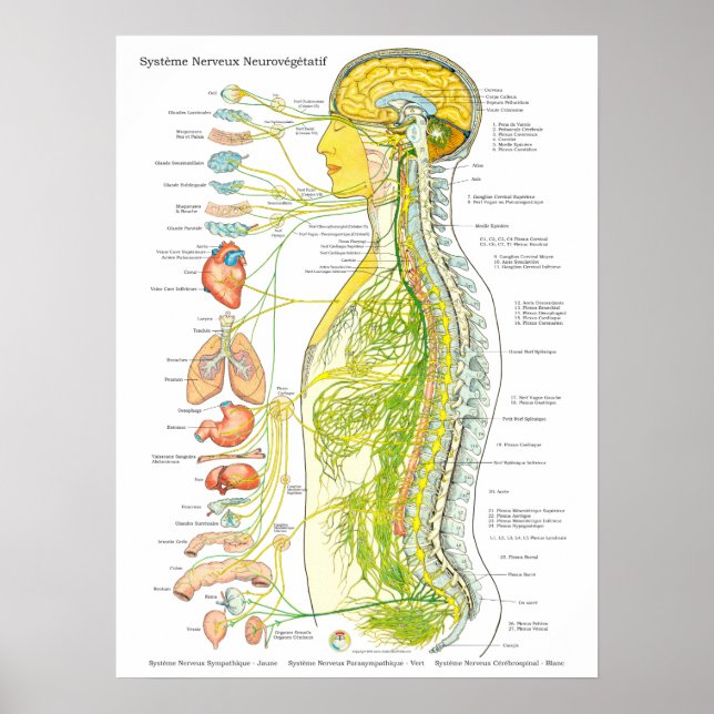 Poster du système nerveux autonome français (Devant)