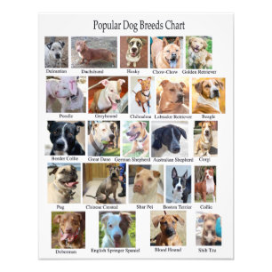 Poster du tableau des races de chiens