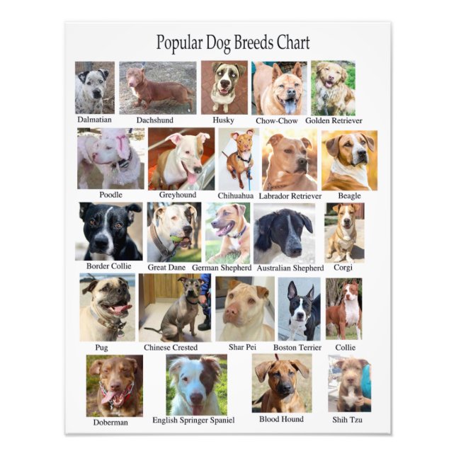Poster du tableau des races de chiens (Devant)