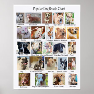 Poster du tableau des races de chiens