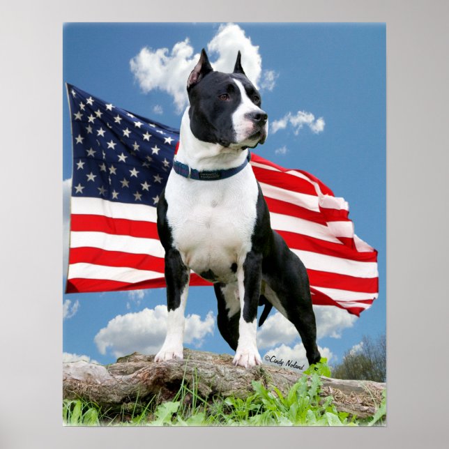 Poster du taureau (American Staffordshire Terrier) (Devant)