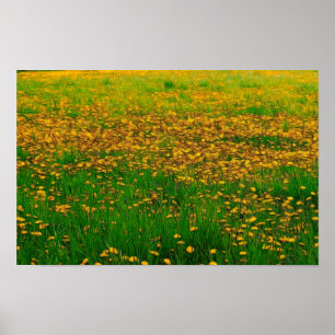Poster du terrain de Dandelion