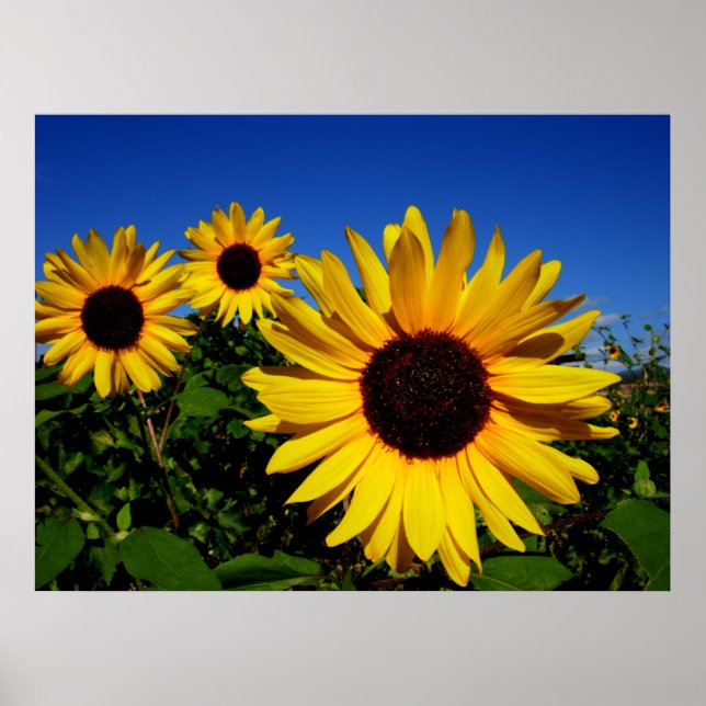 Poster du terrain de tournesol (Devant)