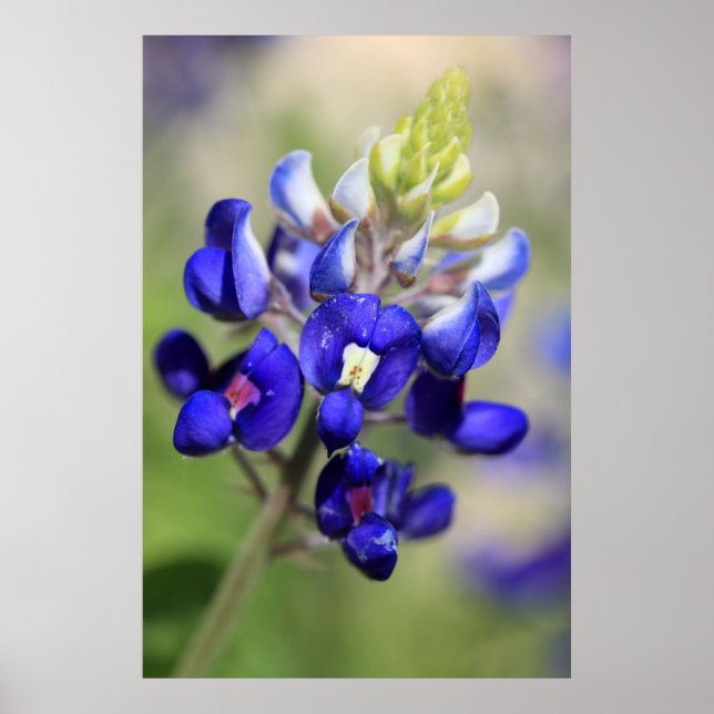 Poster du Texas Bluebonnet (Devant)
