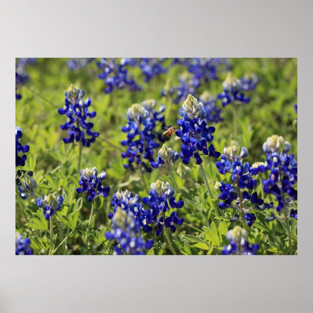 Poster du Texas Bluebonnets (Devant)