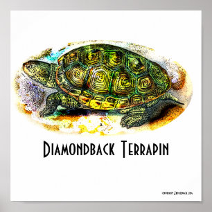 Poster du Texas-Diamondback-Terrapin de Junglewalk