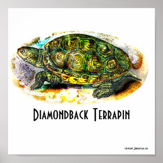 Poster du Texas-Diamondback-Terrapin de Junglewalk