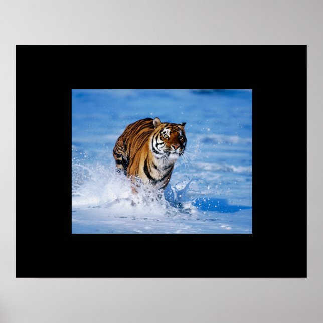 Poster du tigre (Devant)