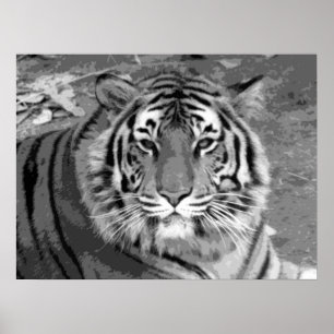 Poster du tigre