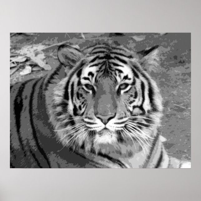 Poster du tigre (Devant)