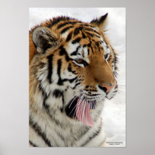 Poster du tigre