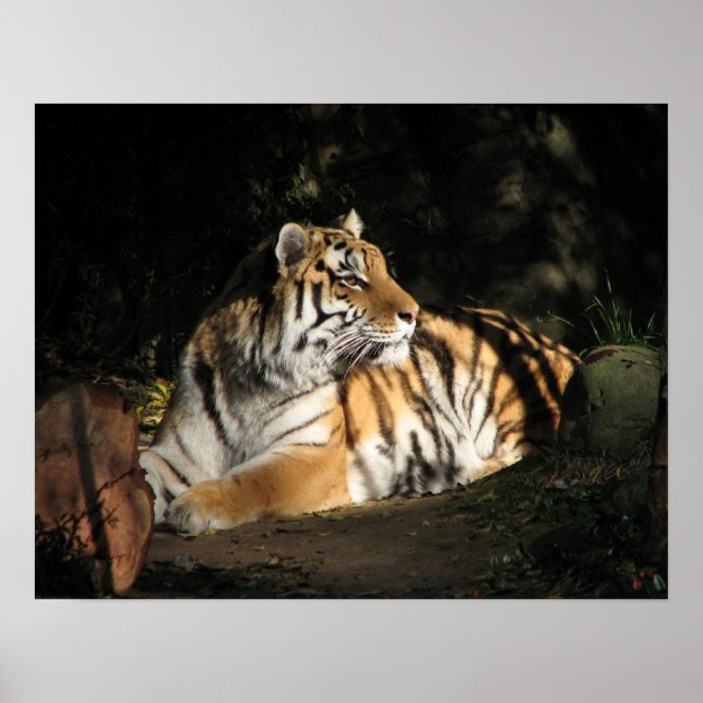 Poster du tigre (Devant)