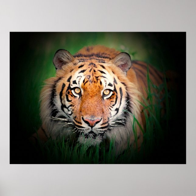 Poster du tigre (Devant)