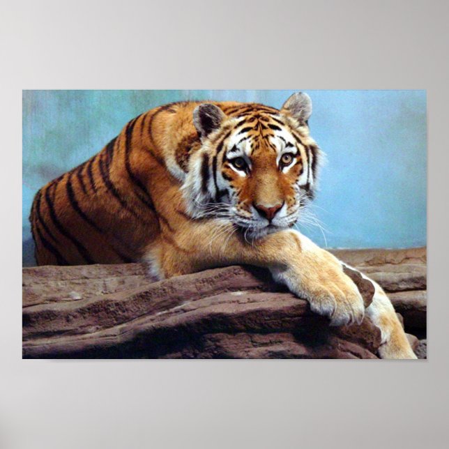 Poster du tigre (Devant)