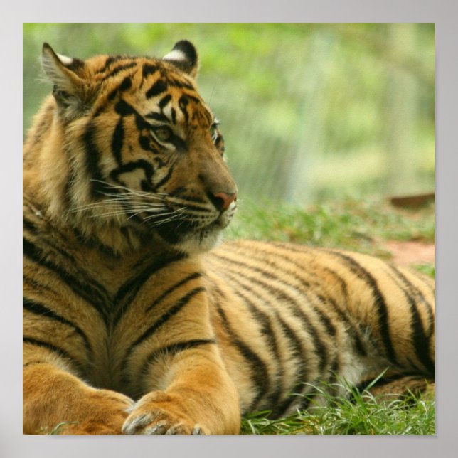Poster du tigre au repos (Devant)
