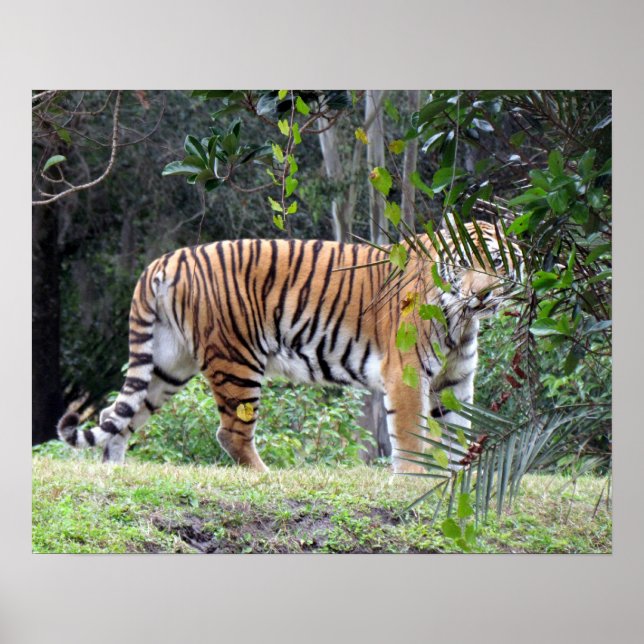 Poster du tigre du Bengale (Devant)