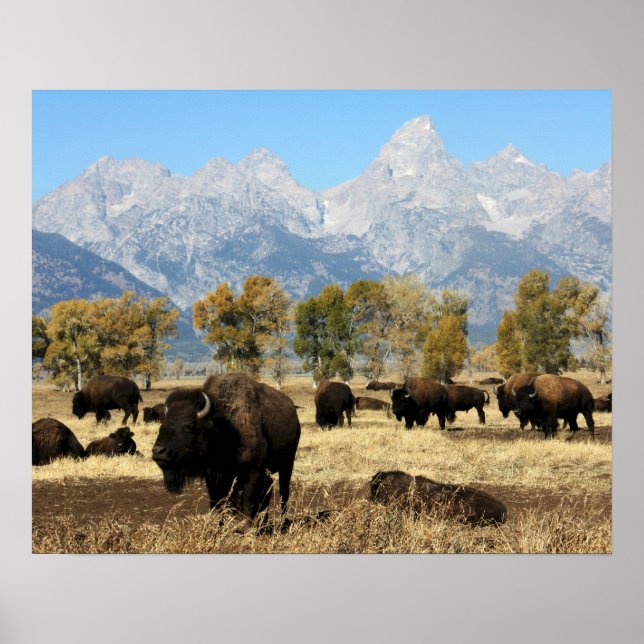Poster du troupeau de bisons (Devant)