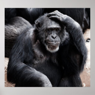 Poster du vieux chimpanzé