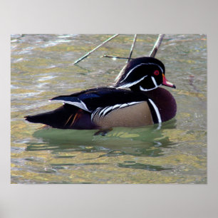 Poster Duck Drake