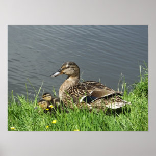 POSTER DUCK ET DUCKLINES