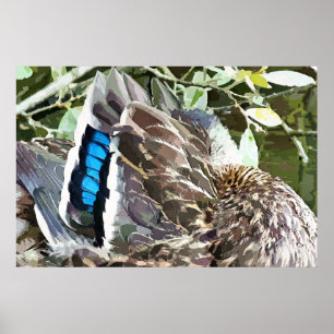 POSTER DUCK FEATHERS