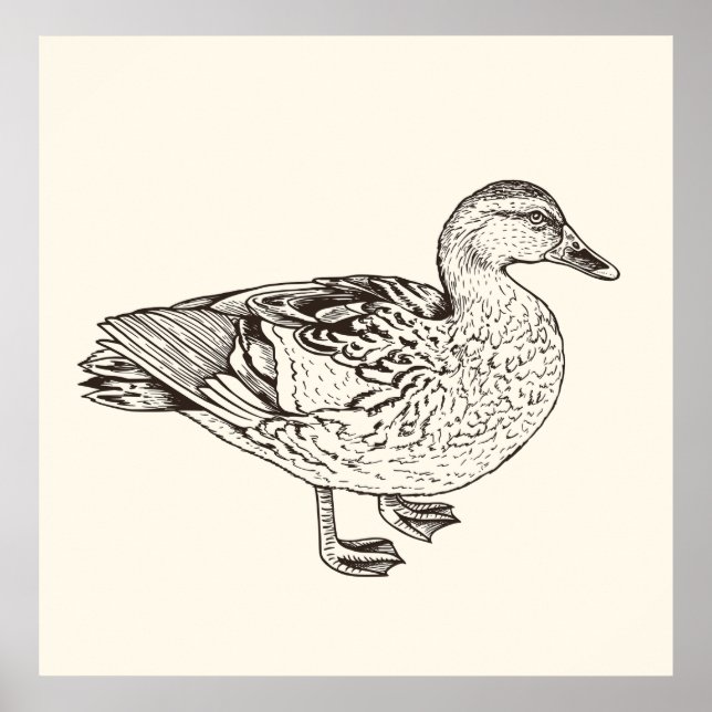 Poster Duck Sketch (Devant)