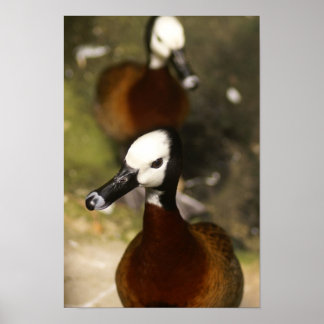 Poster Duck-ttitude