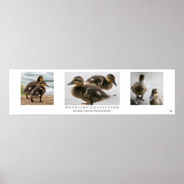 Poster "Duckling Collection", Blanc (Devant)