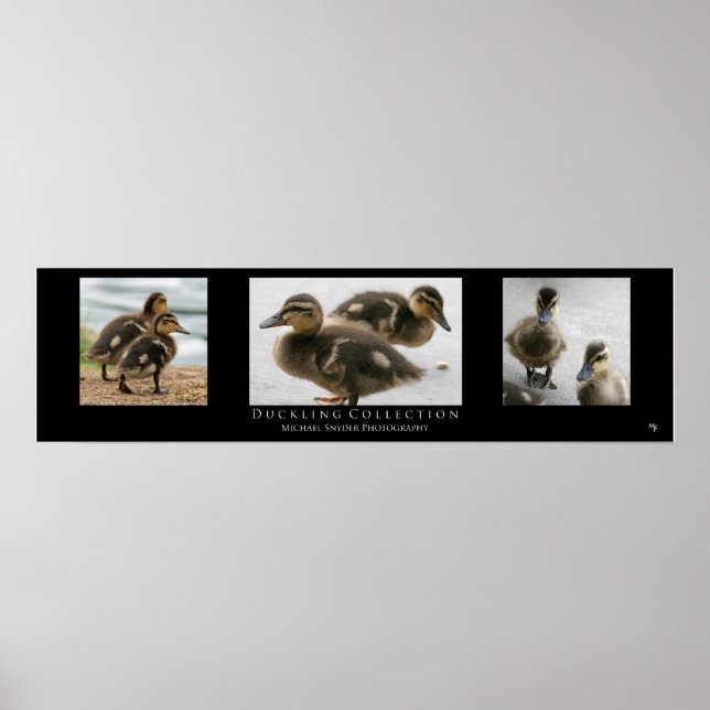 Poster "Duckling Collection", Noir (Devant)