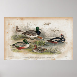 Poster Ducks Antique Lithographie