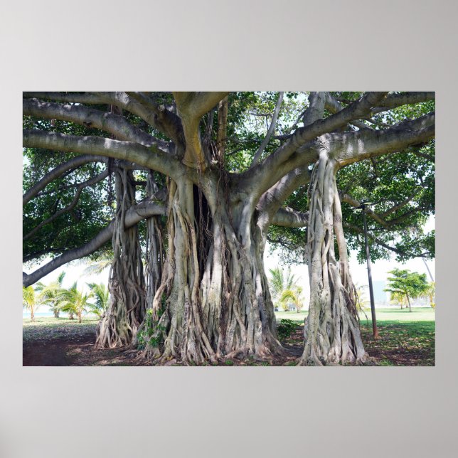 Poster d'un arbre hawaïen de Banyan (Devant)