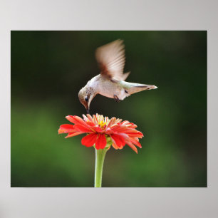 Poster d'un colibri surplombant une affiche d'art